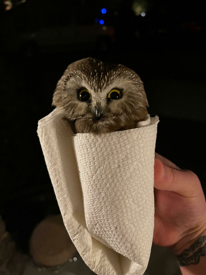 Found Owl On Doorstep, We Know Nothing About Owls Or What To Do