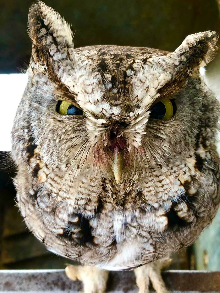 Owl Found In Chicken Pen