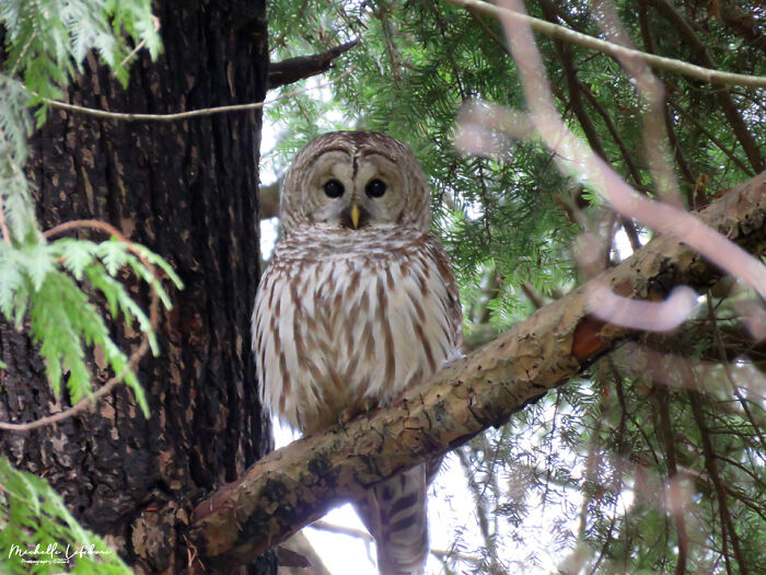 Our Resident Barred Owl (Strix Varia) In Bc, Canada