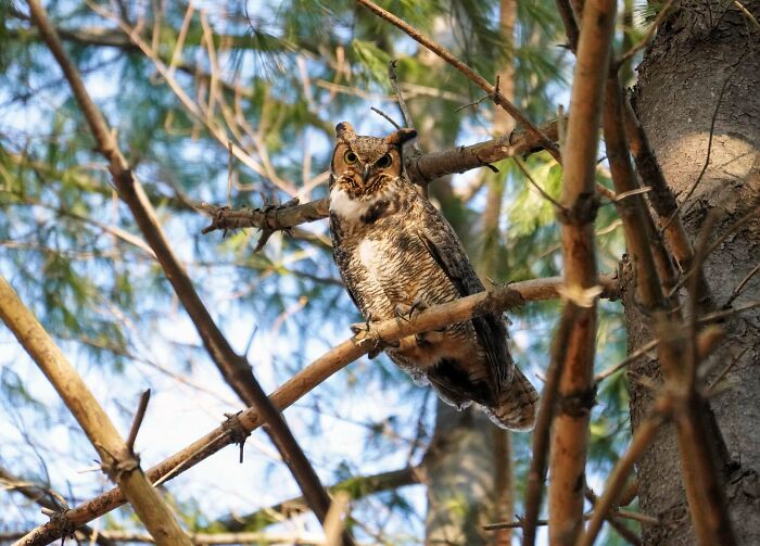 Great Horned Owl, Ma, USA 10-Feb-2023