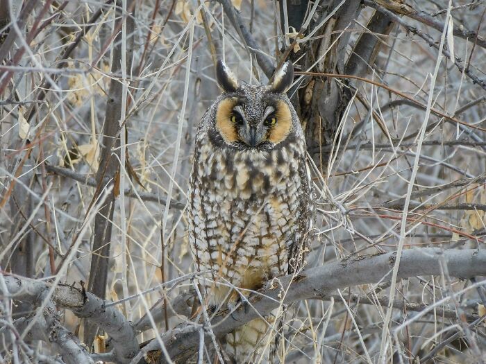 My Favorite Long Eared Owl Pic I've Taken