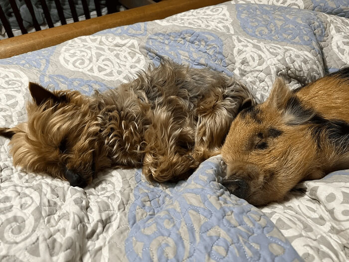 Sleeping Side By Side