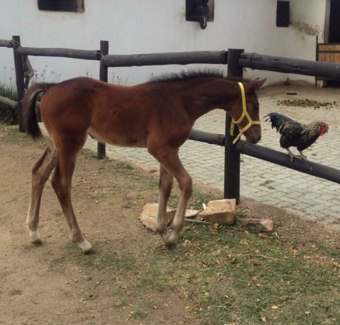 Callie Making Friends With One Of The Stable Chickens