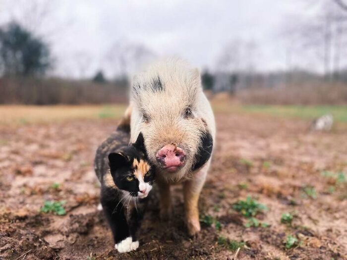 Farm Friends ️