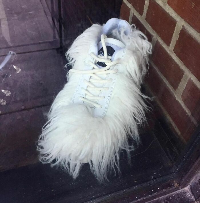 A white sneaker with shaggy fur detail displayed in a shop window, representing weird shoes.