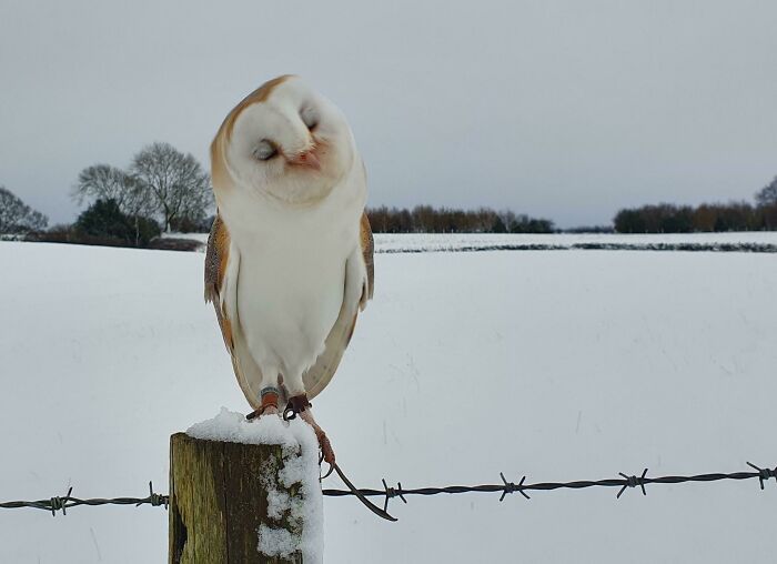 My Beautiful Barn Owl