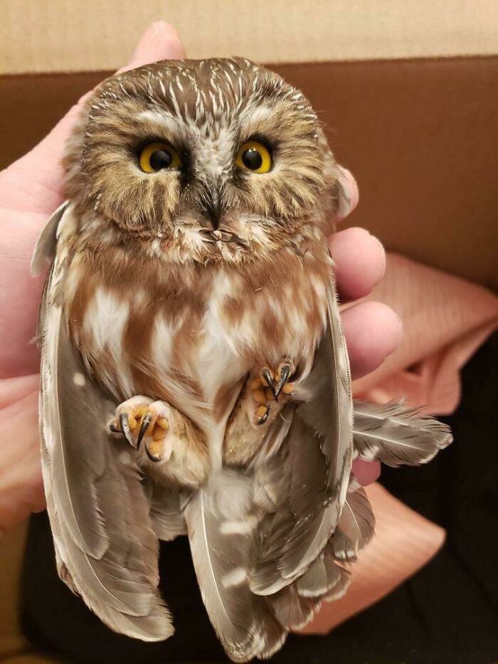 My Dad Found This Injured Owl That He’s Trying To Help