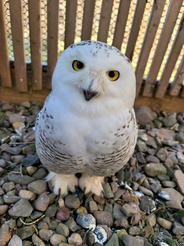 Rare Snowy Owls Spotted In Hudson Valley