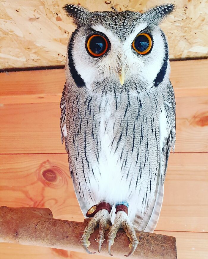 One Year Old White Faced Owl