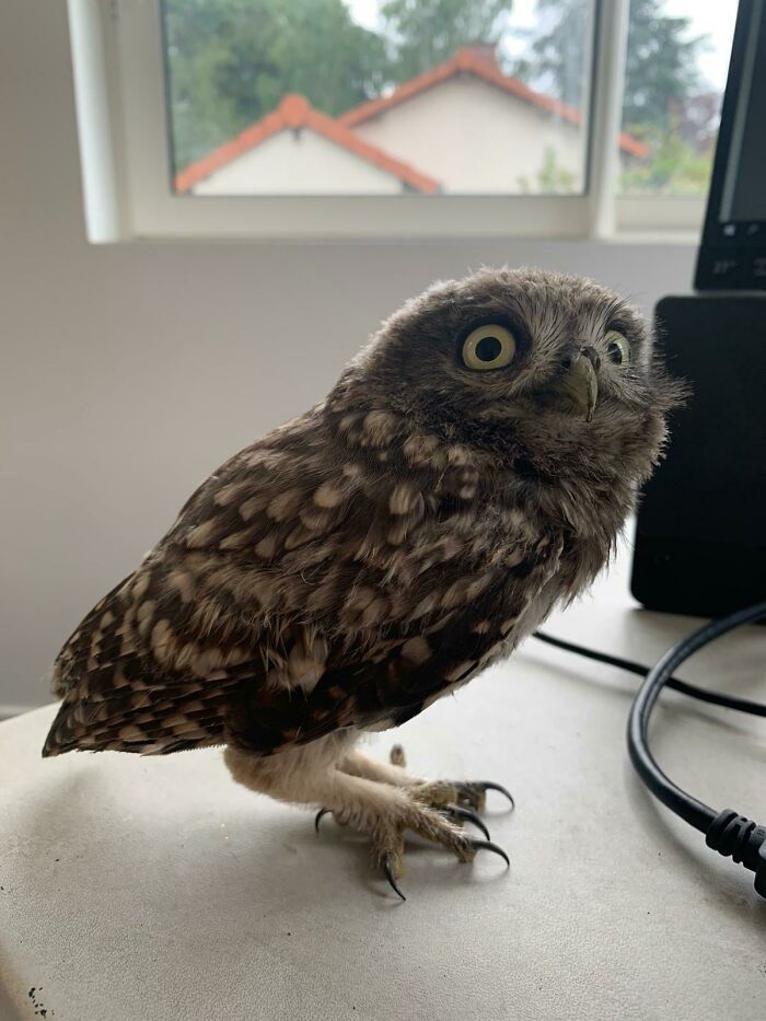 An Owl That My Dad Found Into Our House
