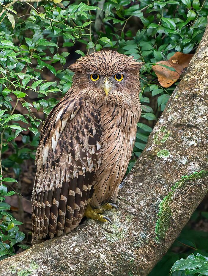 Brown Fish Owl From India