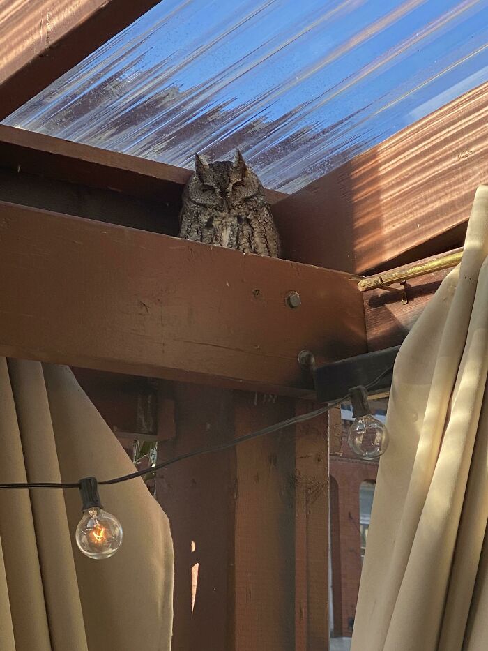 What Kind Of Owl Is This?