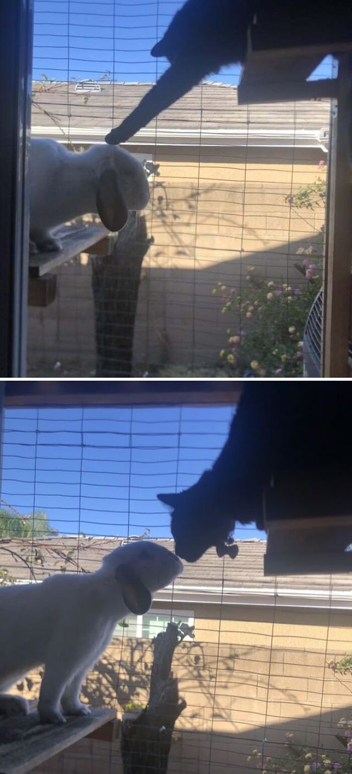 Salem Taught Roger To Use The Catio, Took 6 Months Of Coaching. Great Way To Wake Up!