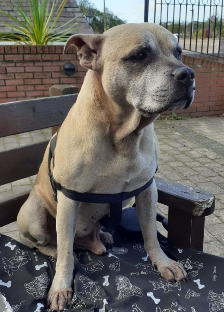 an old dog sitting on a bench