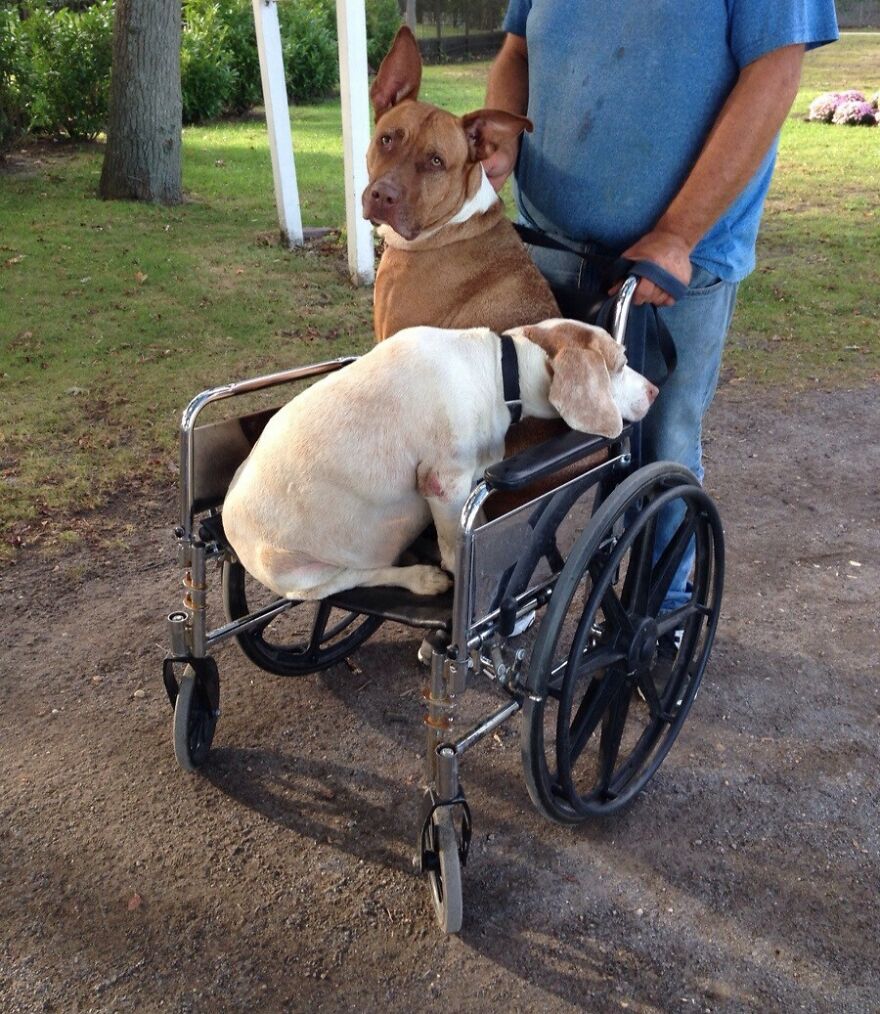 a brown dog and a white one sitting in a wheelchair