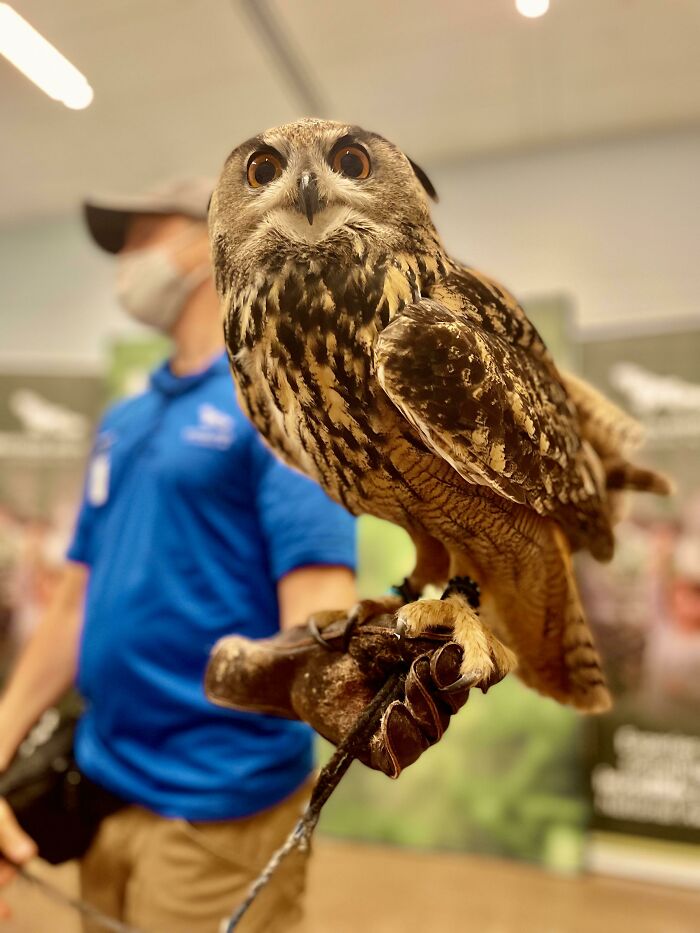 Went To The National Aviary In Pittsburgh, Booked A Private Owl Experience. Got To Hold An Owl, Ask Tons Of Questions, And Generally Die Of Excitement