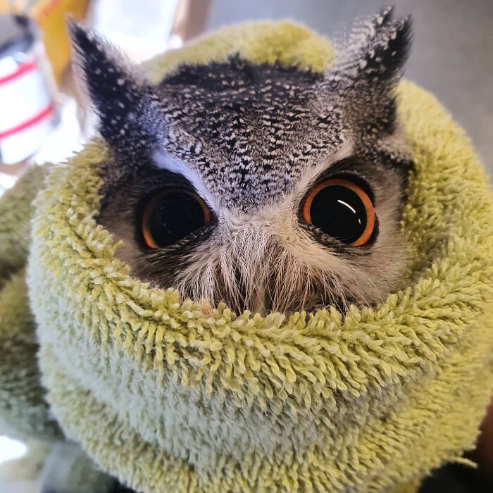 Exceptionally Cute Owl In A Towel
