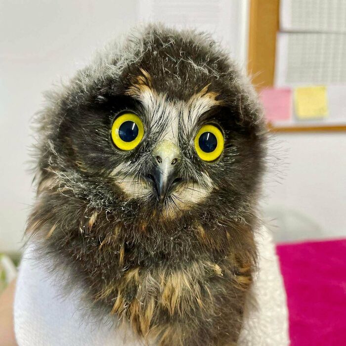 Here's Four Adorable Owls In Towels At Birdcare Aotearoa