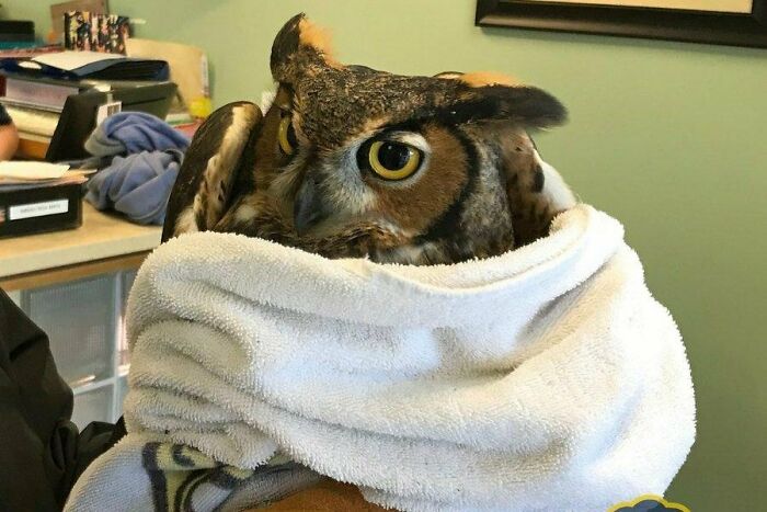 Great Horned Owl Rescued From Soccer Net