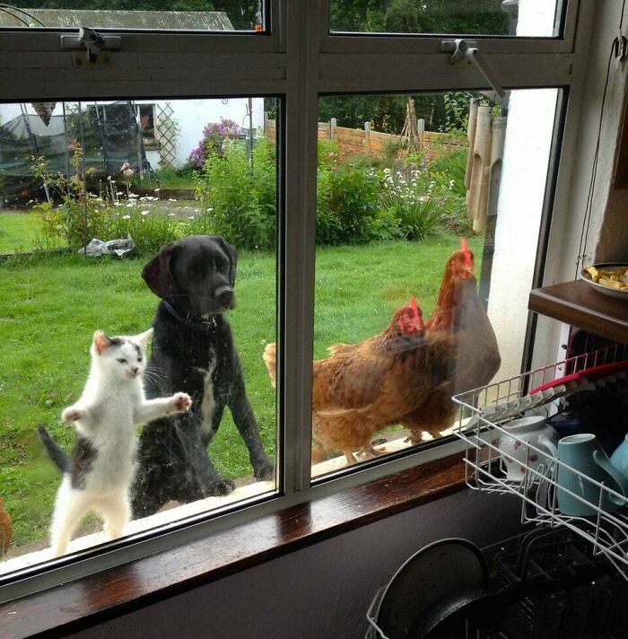 A Dog, Kitten, And Two Chickens Peeping Into A Kitchen Window