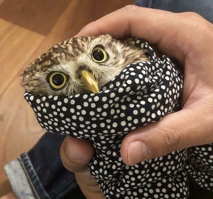 Little Owl Looking Like A Burrito