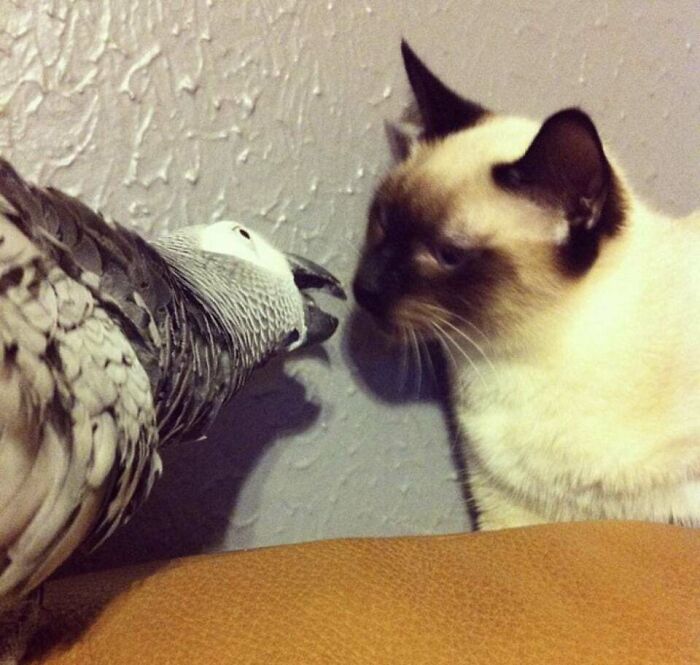 When They First Met About 10years Ago. Rescued African Grey Daisy Getting Aquatinted! I Promise No Cat Or Parrot Was Harmed In The Making Of This Friendship