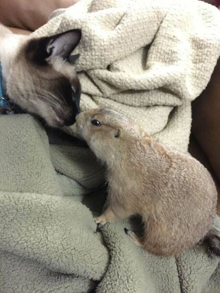 Pumpkin The Prairie Dog When She Was Around The Cats Loved Her