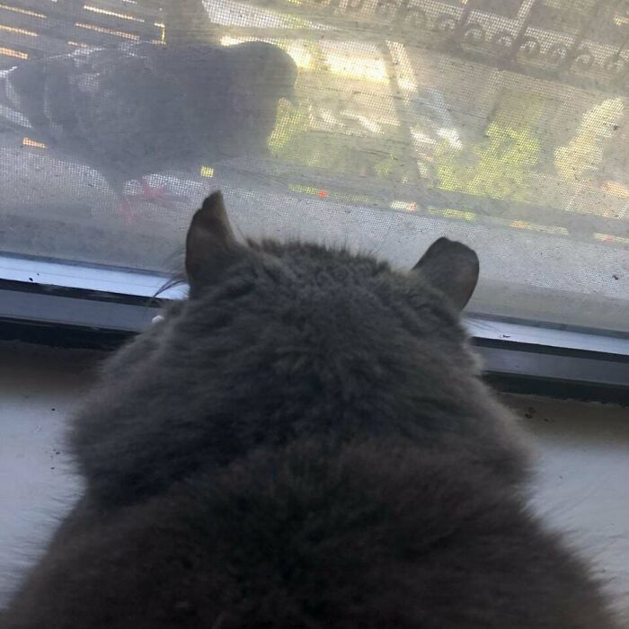 This Same Pigeon Has Been Visiting My Cat Almost Every Day For Over A Year. When My Cat Is Not At The Window The Pigeon Coos Until She Come Over