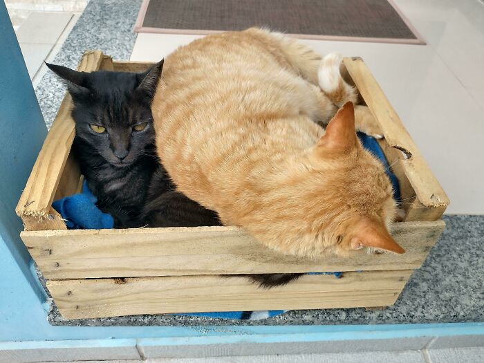 The Black Cat Gets In The Wood Box, Then The Ginger One Wants It Too. On Top, Of Course