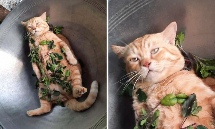 Spinach, Basil, And With Ginger Cat