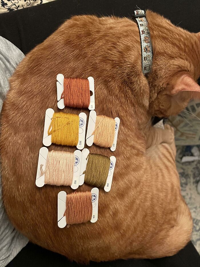 My Friend Requested A Neutral Boho Project, And It Inadvertently Matches My Ginger Cat