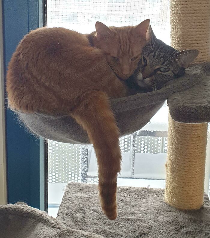 The Ginger Guy Wants To Snuggle, But This Is Not The Way According To My Other Cats
