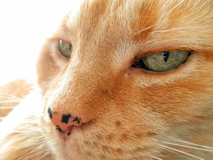 Cats - Especially Cats With Genes For Red Fur - Can Develop Black Spots On Their Nose And Gums