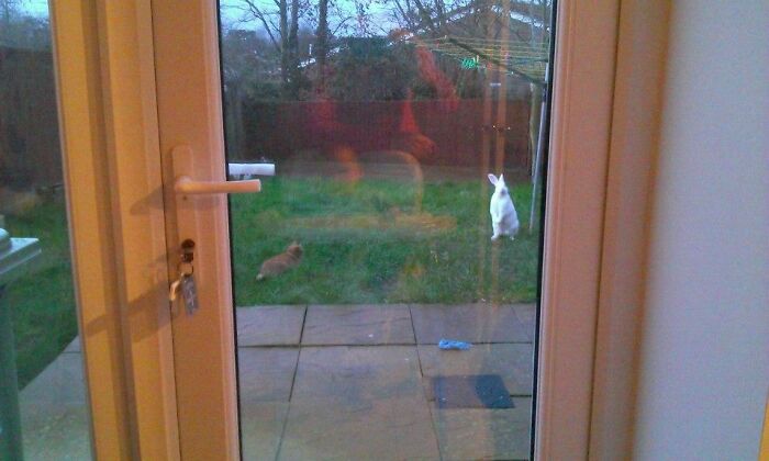 So I Looked Out In The Garden Earlier... I Own Neither A Ginger Cat Nor A Giant White Rabbit