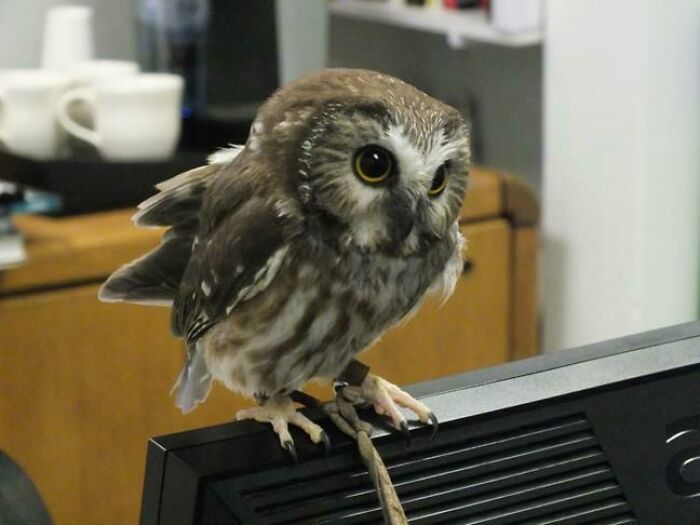 Office Owl