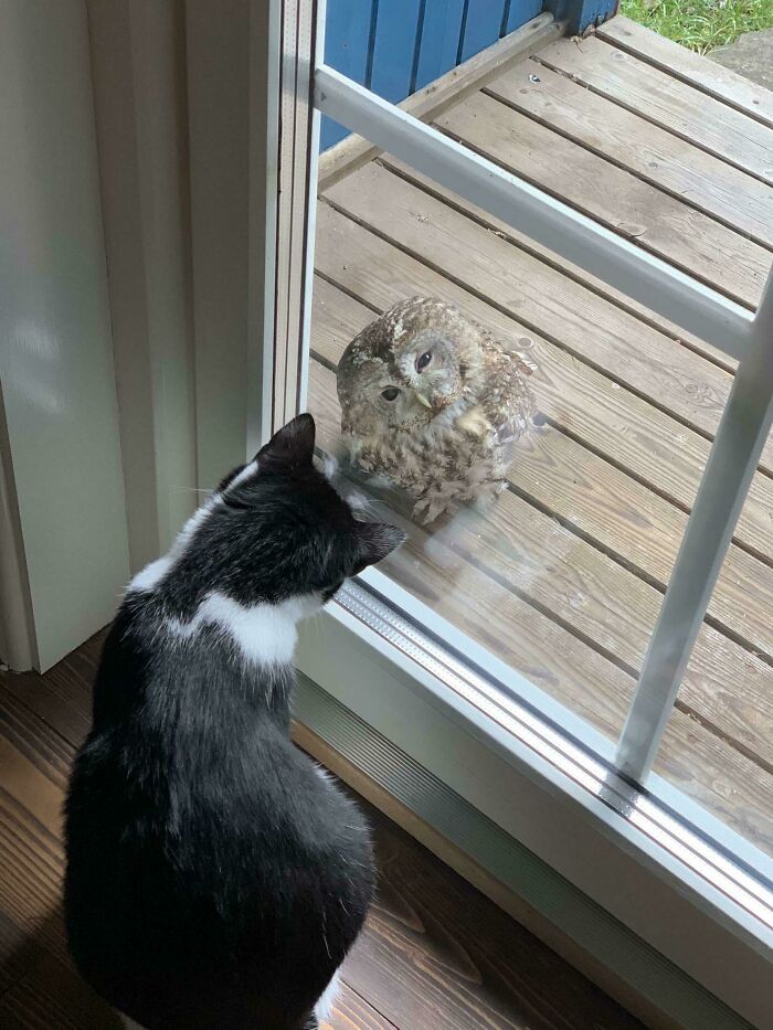 My Friends Cat And A Owl That Flew Into The Window, Had A Intense Staring Competition Today