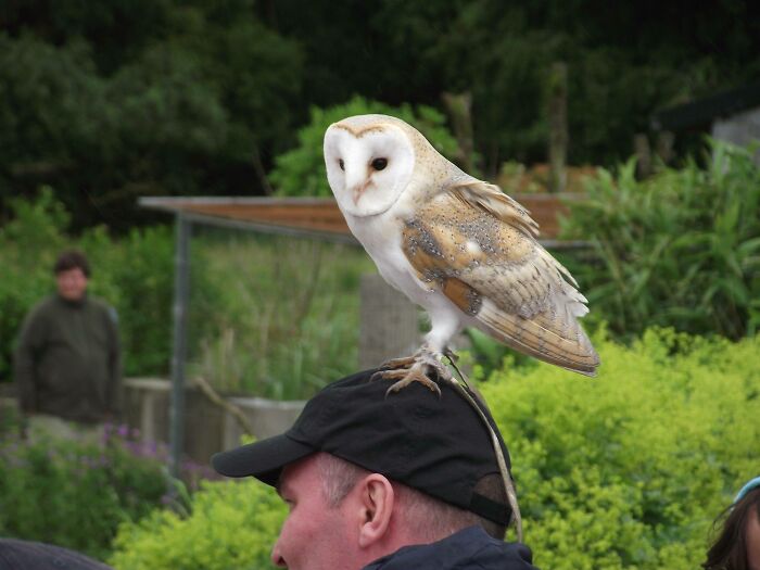 Went To A Bird Sanctuary. This Barn Owl Kept Landing On This Guys Head