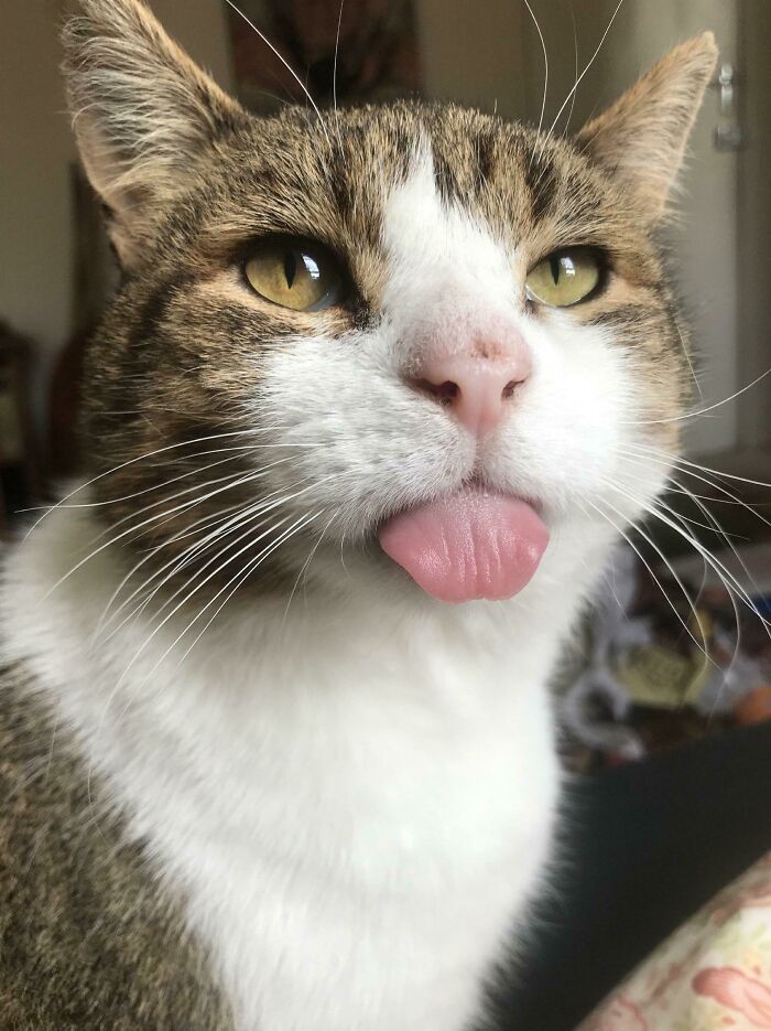 This Is Pudding, I Adopted Him - He Has No Teeth So Keeping His Tongue In Is Hard…