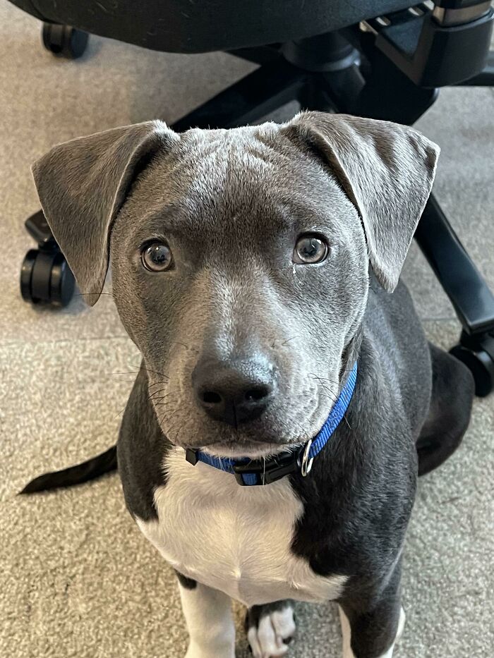 Reddit, Meet Bella, Our Newest Adoption!