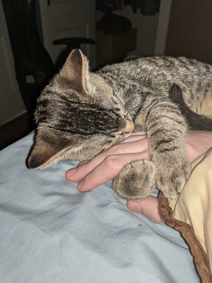 Kitten I Adopted This Weekend Fell Asleep Holding My Hand