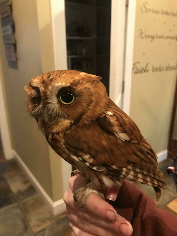 Rehab I Picked Up This Morning. Screech Owls Are So Cute! Hoping To Get This Guy Back To Full Health And Back Out In The Wild!
