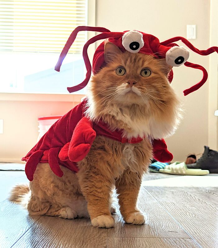 Max Is Going As Sebastian For Halloween This Year
