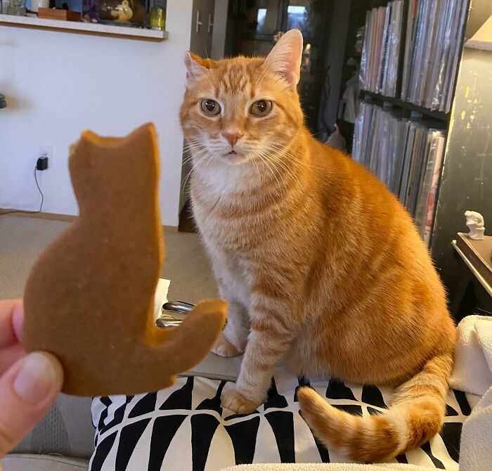 Had To Make A Small Amendment To My Gingerbread Cat So It Matched My Ginger Cat