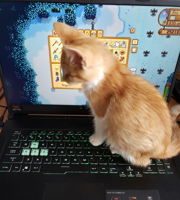 I Turned My Stardew Ginger Cat Into A Real Live One!
