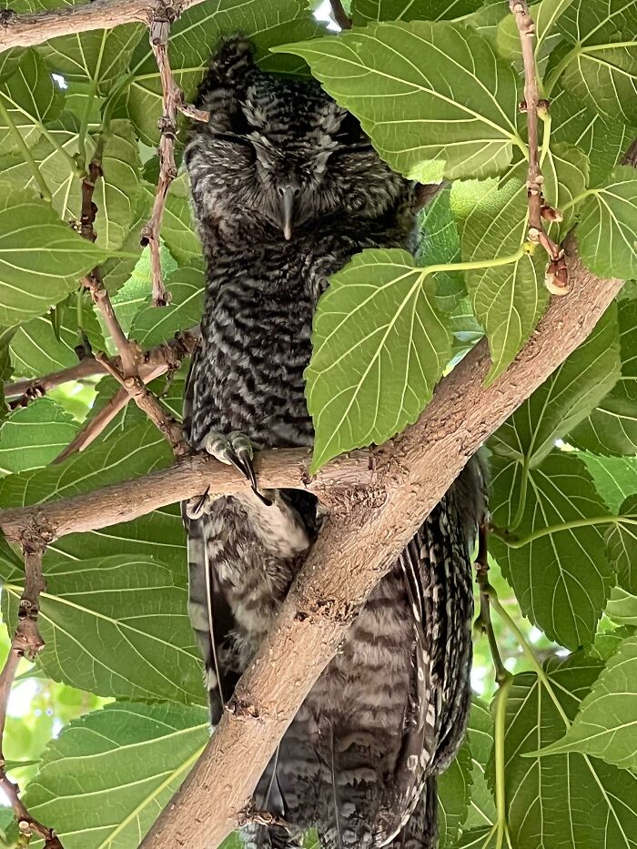 Cute Lil’ Owl In The Front Yard