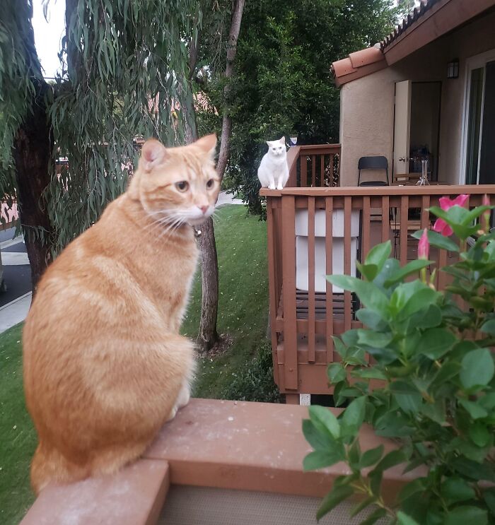 A Lovely Lady Cat Moved In Next Door... My Ginger Boy Likes To Sing To Her