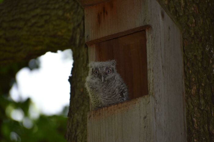 Have A Backyard? Build An Owl House And Let An Owl Live There. Baby Owls Are Cute And Are In Atx All Year