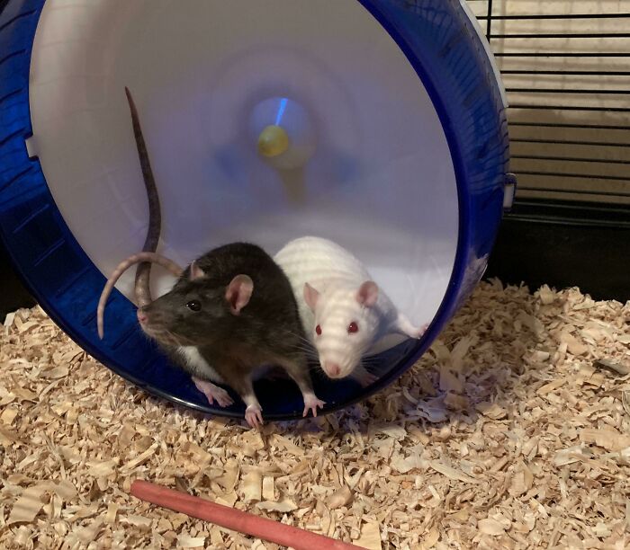 Meet Beans & Cheese Our New Rescue Rats