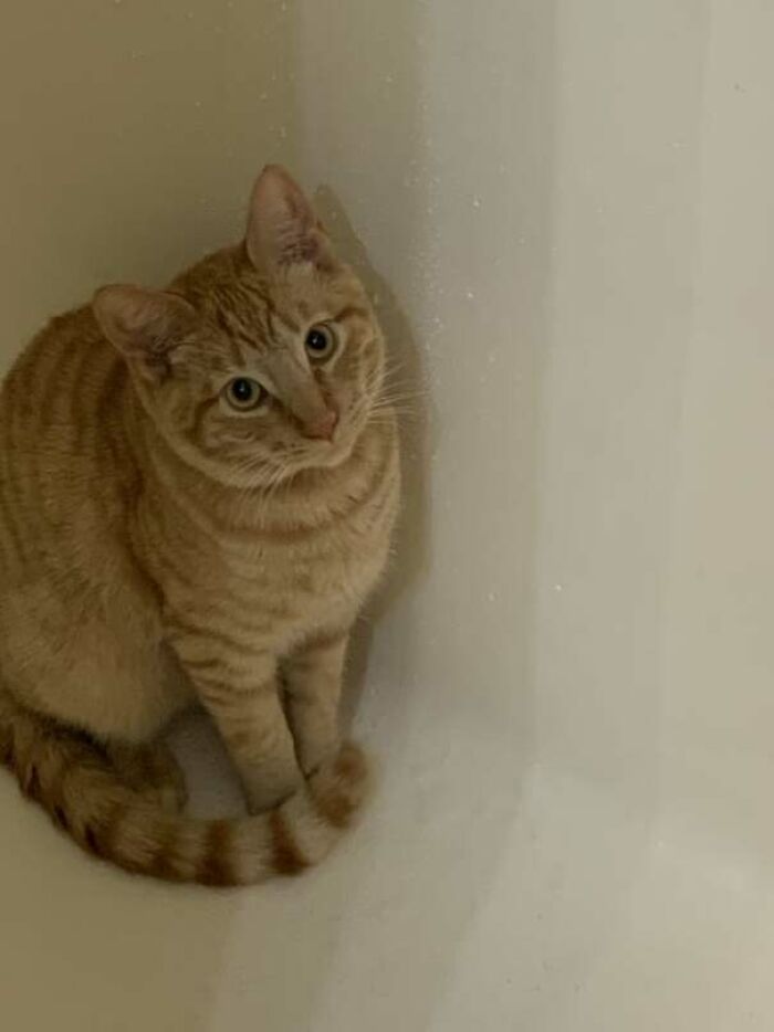 Is It Normal For Cats To Sit In The Shower After You Get Out?