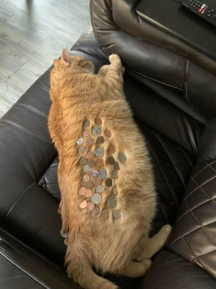 37 Is The Number Of Coins You Can Put On A Medium-Rotund Orange Cat